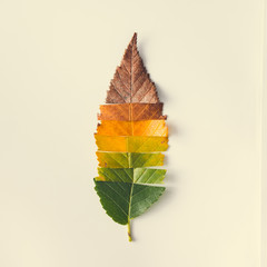 Creative layout of colorful autumn leaves.