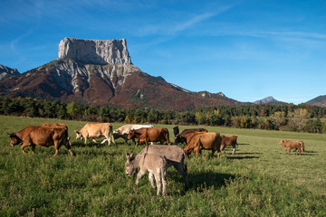 Scène pastorale dans alpage , Randonnée dans le Vercors à l' automne
