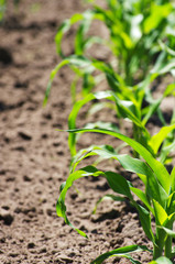 Corn field. Young green sprouts of corn in sunny day