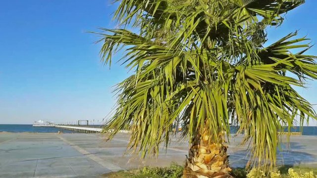 Palm tree on the  boardwalk shaking with breeze