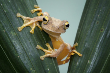 Tree frog smile
