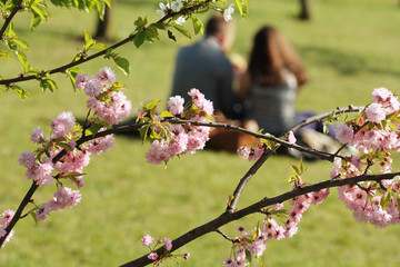 Sakura blooming . Romantic couple  having a date under pink cherry blossom trees