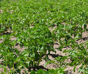 Potato field. Young green sprouts of potatoes in sunny day
