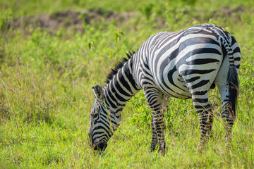Fototapeta na wymiar Zebra grazing in savanna