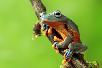 Naklejka premium Tree frog smile