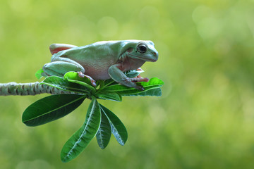 Dumpy frog on tree