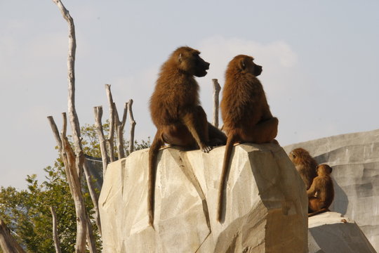 Couple de singes du zoo de Vincennes