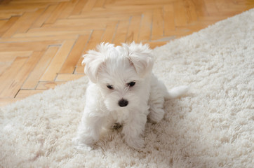 Cute little white puppy sitting on a carpet