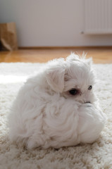 Cute little white puppy sitting on a carpet