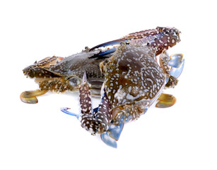crab isolated on white background