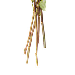 Bouquet of roses over white isolated background