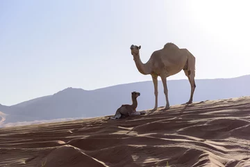 Papier Peint photo autocollant Chameau Camel with Calf in sand dunes