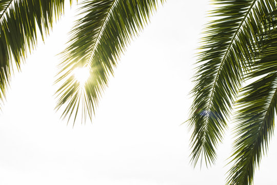 Palm leaves with sun glow background