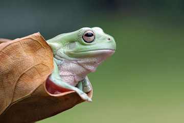 Dumpy frog on leafe