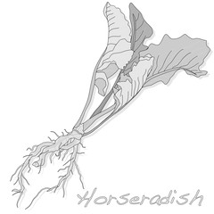 Isolated horseradish root vector