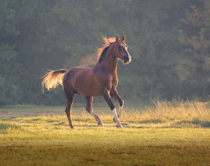 Red Akhal-Teke horse galloping on the trees background at the summer