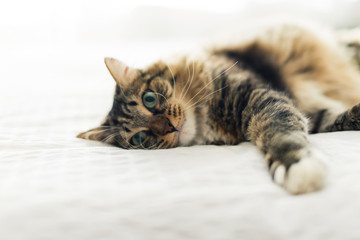 Grey cat lying on bed
