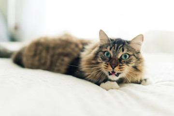 angry cat lying on bed