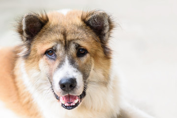 Close up portrait of thai bangkaew dog on white background.