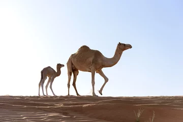 Fototapete Kamel Camel with Calf in sand Dunes