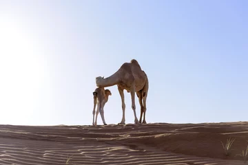 Crédence de cuisine en verre imprimé Chameau Camel with Calf in sand Dunes
