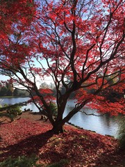 japanese Red Acer Tree in Autumn
