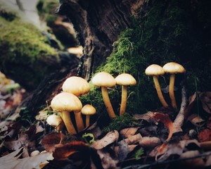 Forest Floor Funghi