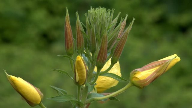Four evening primrose (oenothera biennis) open up their blossoms in time lapse. 11003