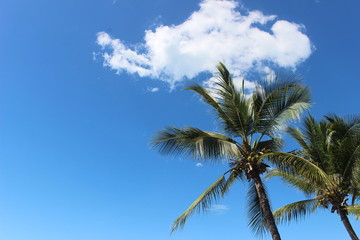 Fototapeta na wymiar Blue Skies & Palms