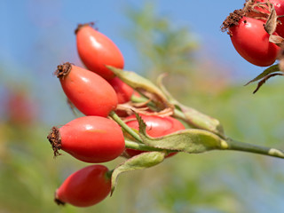Hagebutten, Rosa canina 