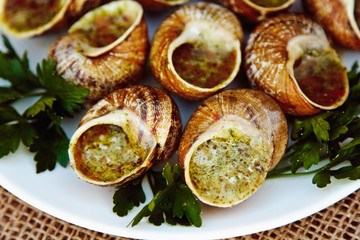 Escargots de Bourgogne - Snails with herbs butter, gourmet dish in French traditional  with parsley and bread on white platter