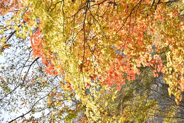 colored leaves