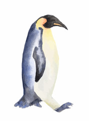 Isolated watercolor penguin on white background