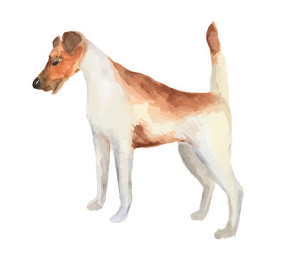Isolated watercolor dog standing on white background. Fox-terrier.