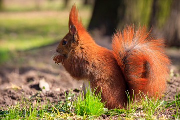 Fototapeta premium Cute little red squirrel on a grass