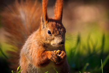 Cute little red squirrel on a grass
