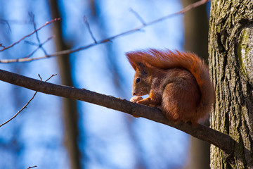 Cute little squirrel on the tree