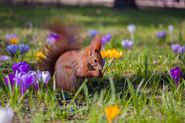 Cute little squirrel on the meadow with flowers © seawhisper