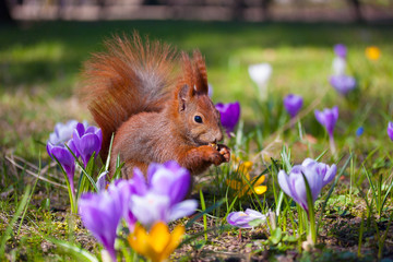 Cute little squirrel on the meadow with flowers