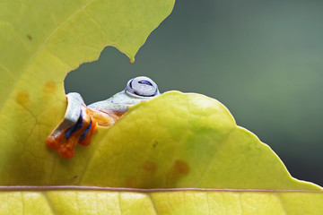 Javan tree frog
