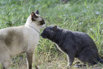 Two cats were sniffing each other