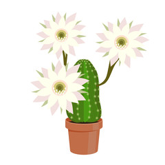 Vector illustration cactus.