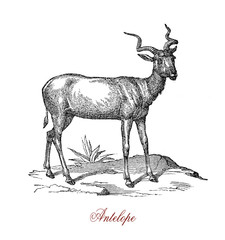 Obraz premium Antelope is a herbivorous mammal native of Africa with slender legs and twisted horns. They live in herd and can run fast, the hair is usually brown, the habitat is most savannah.