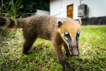 Nasenbär bei den Iguazu Falls