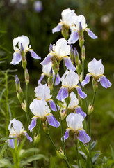 Fototapeta na wymiar blooming violet irises