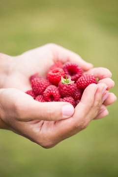 sweet ripe raspberry in hands