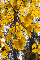 Yellow autumn leaves tree forest background