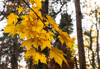 Fototapeta na wymiar Yellow autumn leaves tree forest background