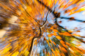Zoom effect motion blur orange autumn leaves abstract