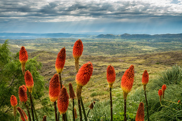 Blumen mit Landschaft im Quebrada del Condorito National Park